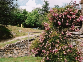 Rambling Rose in Garden