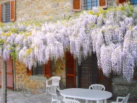 Wisteria over Terrace